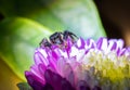 Spider on the flower