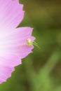 Spider on flower