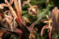 Spider on flower macro photography Royalty Free Stock Photo