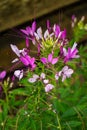 Spider Flower at Mill Mountain Wildflower Garden Royalty Free Stock Photo