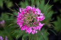 Spider flower pink or cleome spinosa It is a beautiful natural vegetation. top view