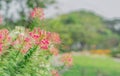 Spider flower or prickly spider-flower or pink queen