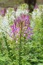 Spider flower Rose Queen