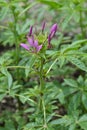 Spider flower Rose Queen