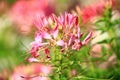 Spider flower(Spiny Spiderflower,Cleome Hassleriana) Royalty Free Stock Photo