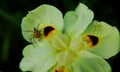 A spider on a flower with spots, wild iris flower, peacock flower