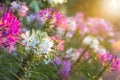 Spider flowers or CLEOME SPINOSA LINN are bllooming on flare from sun rise time in autumn