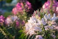 Spider flowers or CLEOME SPINOSA LINN are blooming on flare from sun rise time in autumn