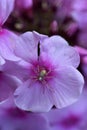 Spider on the flowers of phlox in the summer garden. Polemoniaceae