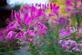 Spider flowers