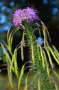 Spider Flowers Spider Plants cleome spinosa flowers and seed pods vertical