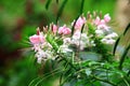 Spider flowers(Spiny Spiderflower,Cleome Hassleriana) Royalty Free Stock Photo