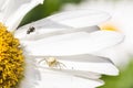 Spider and fly close up on chamomile, macro view. Royalty Free Stock Photo