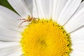 Spider and fly close up on chamomile, macro view. Royalty Free Stock Photo