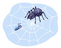 Spider with fly in web. Cute funny insects. Happy bug or beetle in black arachnid cobweb, dangerous creature, halloween