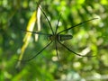 The spider forest