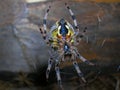 Spider Royalty Free Stock Photo