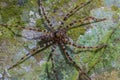 Spider in forest on stone