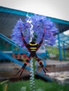 spider in front of a beautiful flower bunga Royalty Free Stock Photo