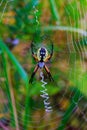 Spider garden-spider Araneus type of spider araneomorphae from the spider family