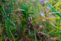 Spider garden-spider Araneus type of spider araneomorphae from the spider family