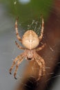Spider garden-spider lat. Araneus