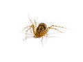 Spider Genus Scytodes Royalty Free Stock Photo