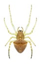 Spider Gibbaranea ullrichi female Royalty Free Stock Photo