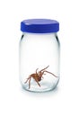 Spider Glass Jar Pest Royalty Free Stock Photo