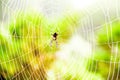 Spider gossamer with some water droplets early in the morning Royalty Free Stock Photo