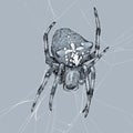 spider graphic drawing