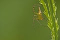 Spider and Grass Royalty Free Stock Photo
