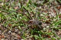 Spider on the grass in the garden. Labyrinth funnel. Agelena labyrinthica