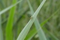 Spider in grass leaf