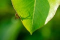 A spider on a green leaf - symbolizes arachnophobia.