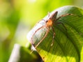 Spider on a green leaf under sunligh.