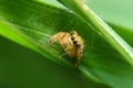 Spider in green leaf Royalty Free Stock Photo