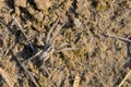 Spider on ground Royalty Free Stock Photo