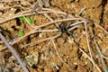 Spider on ground Royalty Free Stock Photo