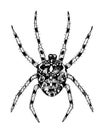 Spider hand-drawn with ink Royalty Free Stock Photo