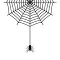 Spider hanging on the cobweb thread Royalty Free Stock Photo