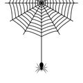 Spider hanging on the cobweb thread Royalty Free Stock Photo