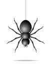 Spider hanging on a gossamer thread Royalty Free Stock Photo