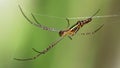 macro photo of a golden orb spider hanging on its line. gracious and fragile arachnid but dreadful predator Royalty Free Stock Photo