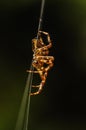 Spider hanging on in Quebec, Canada.