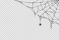 Spider hanging from spiderwebs isolated png or transparent texture, Halloween party background,blank space for text,element