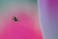 Spider hanging from a tulip Royalty Free Stock Photo