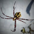 Close-up of a spider hanging from its web Royalty Free Stock Photo