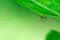 Spider hangs under a leaf in the tree, Macro photo, Spider, Araneae, Arachnida Royalty Free Stock Photo