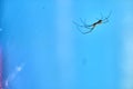 Spider hangs upside down on a web macro color Royalty Free Stock Photo